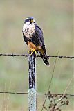 Aplomado Falconborder=